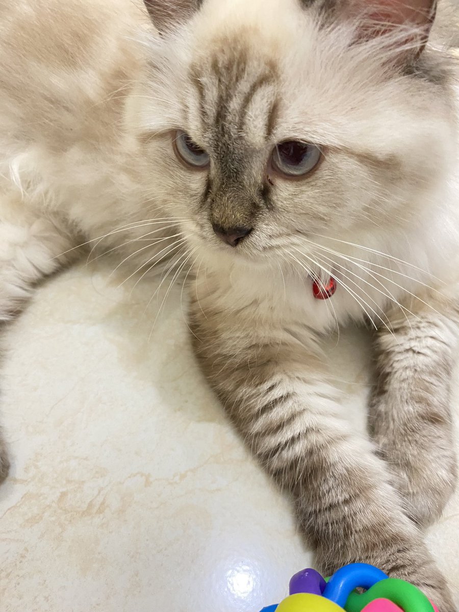 RooRoo🐾 𖾕𖾝꙼ᩚ𛲕𖾟 tweet media