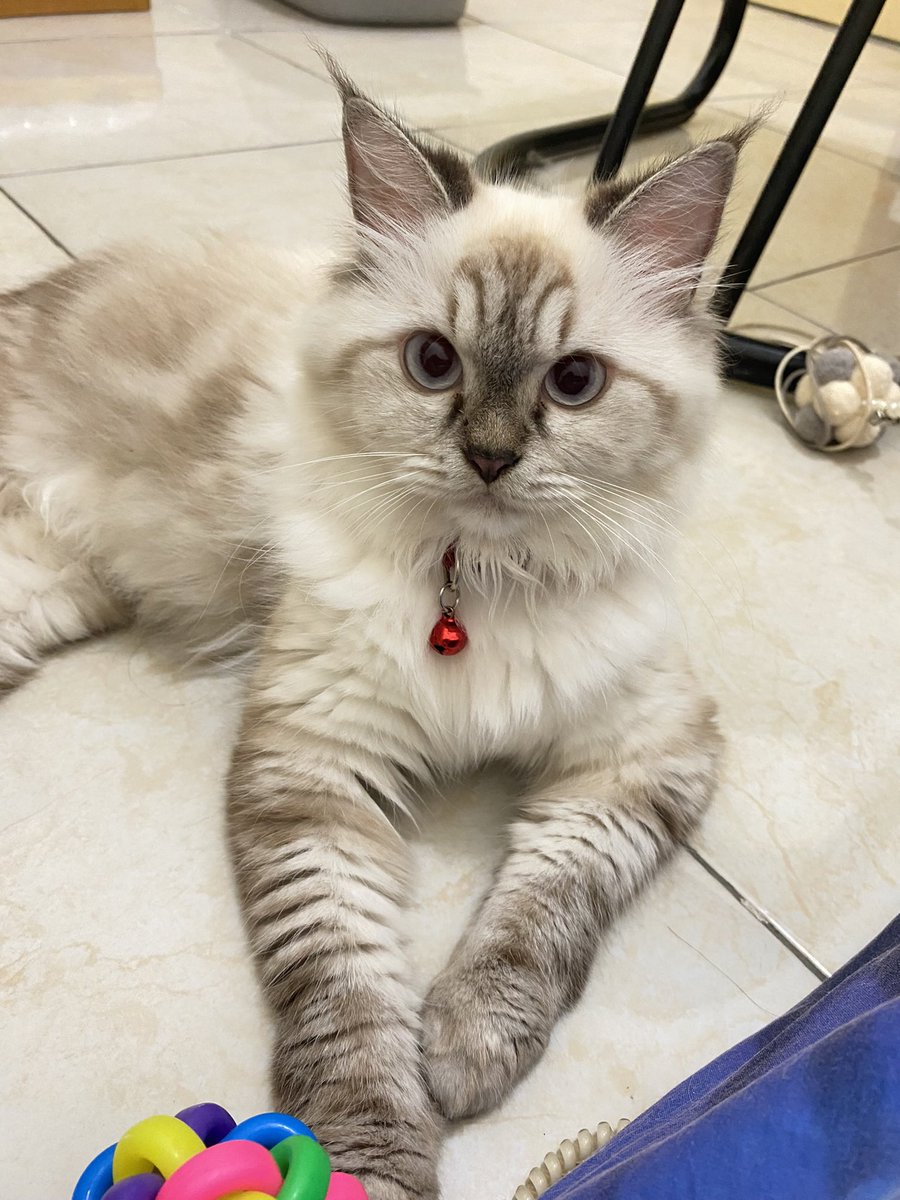 RooRoo🐾 𖾕𖾝꙼ᩚ𛲕𖾟 tweet media