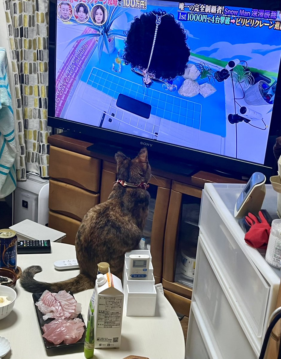 お刺身より断然テレビがいいココ様
#ココチャン