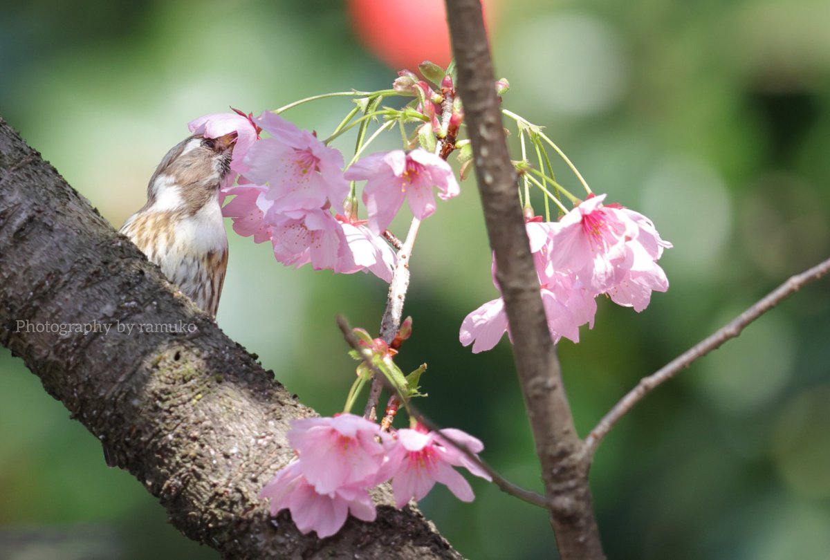 MIM_ramuko's tweet photo. “春のごちそう③”

桜の木にやってきたコゲラ
蜜を舐めながら花巡り

#コゲラ #JapanesePygmyWoodpecker
#野鳥 #小鳥 #自然 https://t.co/vGrc7Vs4el