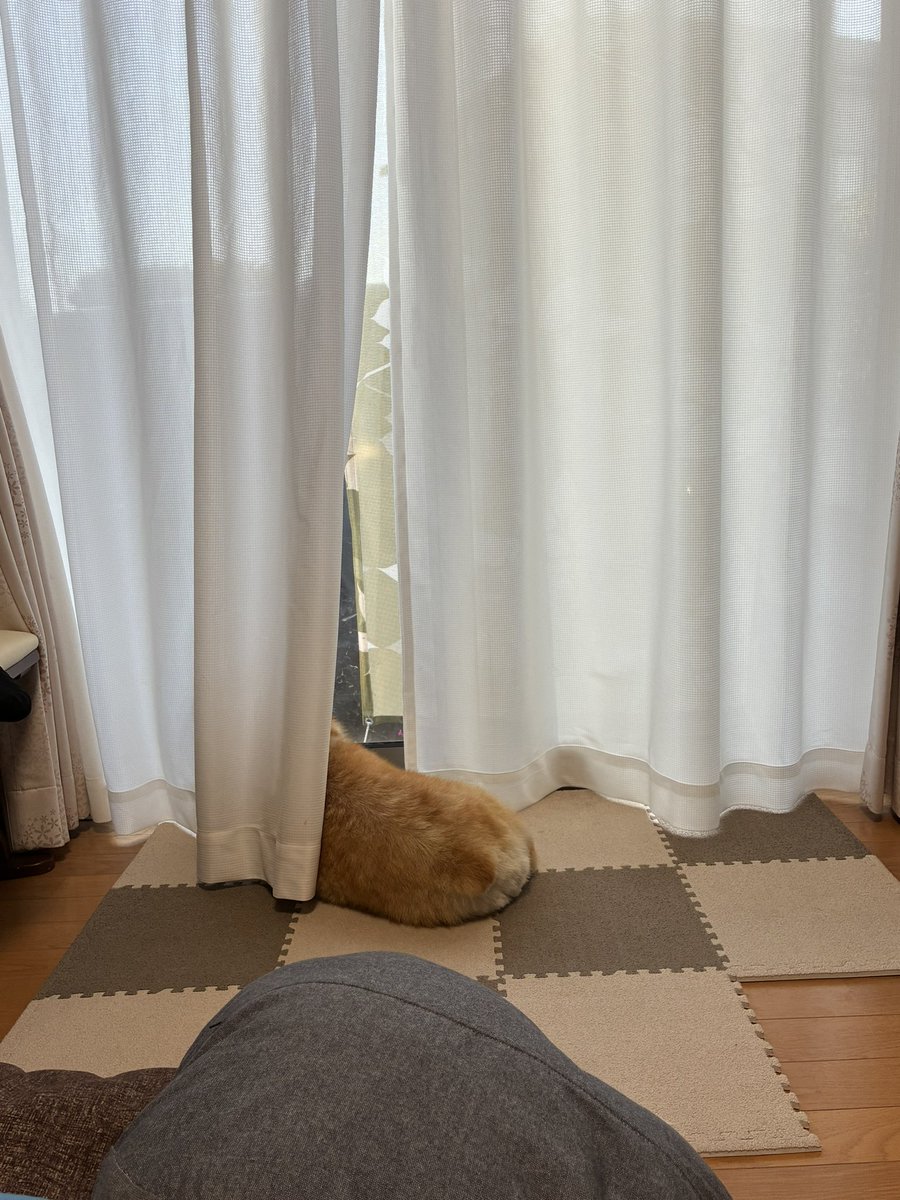 おじゃえもん🐈‍⬛🎀(わいえぬ) tweet media