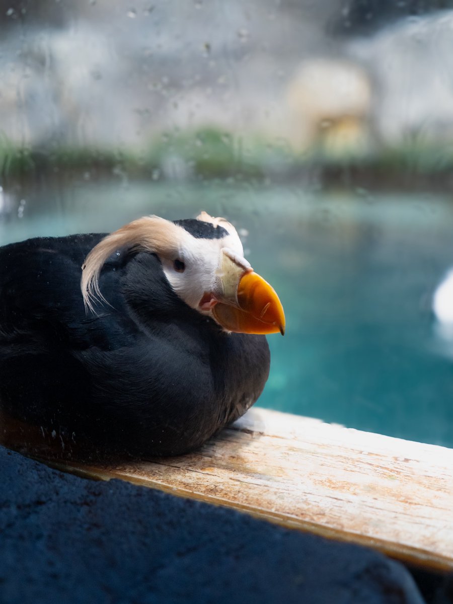 SeaWorld Yas Island, Abu Dhabi tweet media