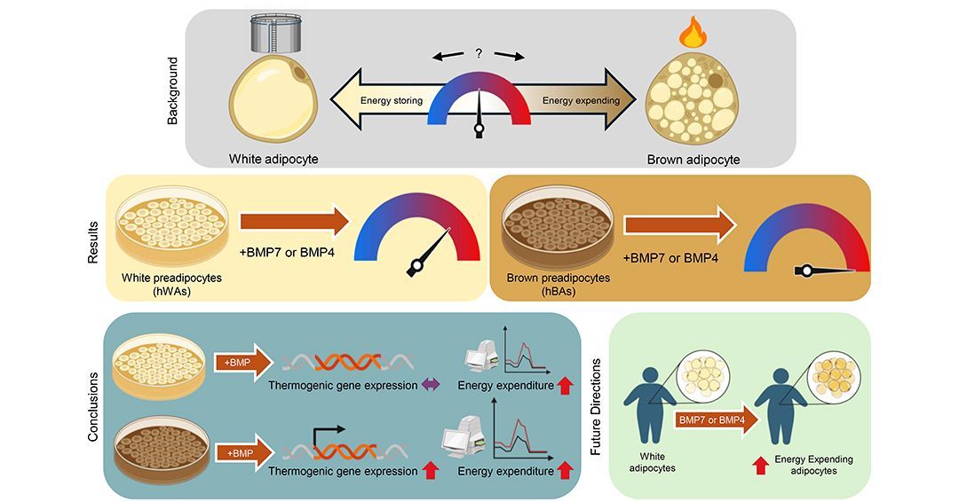 JCI_insight's tweet photo. Can we convert white adipose tissue from energy storing to energy expending? Introducing a new therapeutic strategy to treat obesity-related #MetabolicDisease👇
https://t.co/U7VBvXKt7k

Aaron M. Cypess @acypess & team @NIH @NIDDKgov treated human white adipocytes with specific bone morphogenetic proteins (BMP4 or BMP7), showing transition to distinct “tan” adipocytes with expanded energy-expending capabilities.