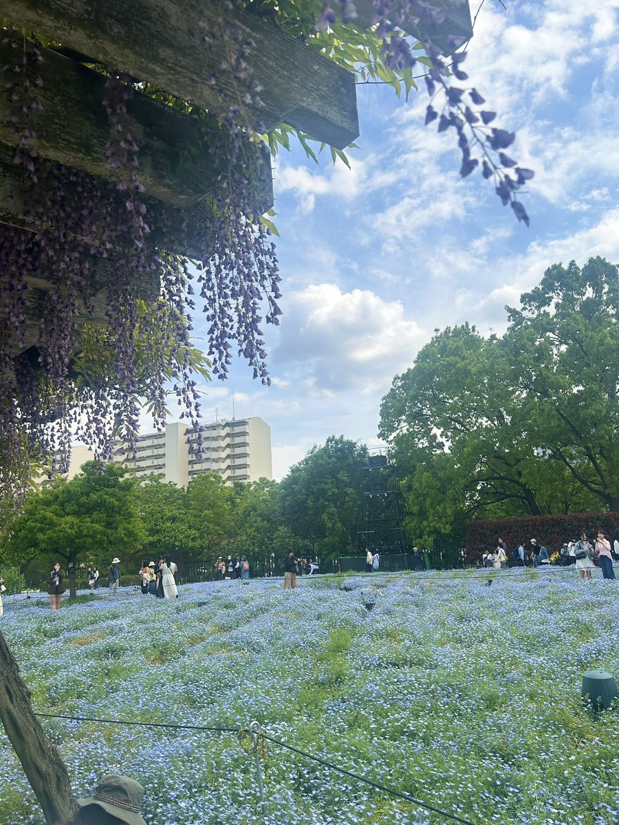 mediesuda's tweet photo. 長居植物園にてネモフィラを満喫した須田のとある1日。 https://t.co/h4mmj7AeQT