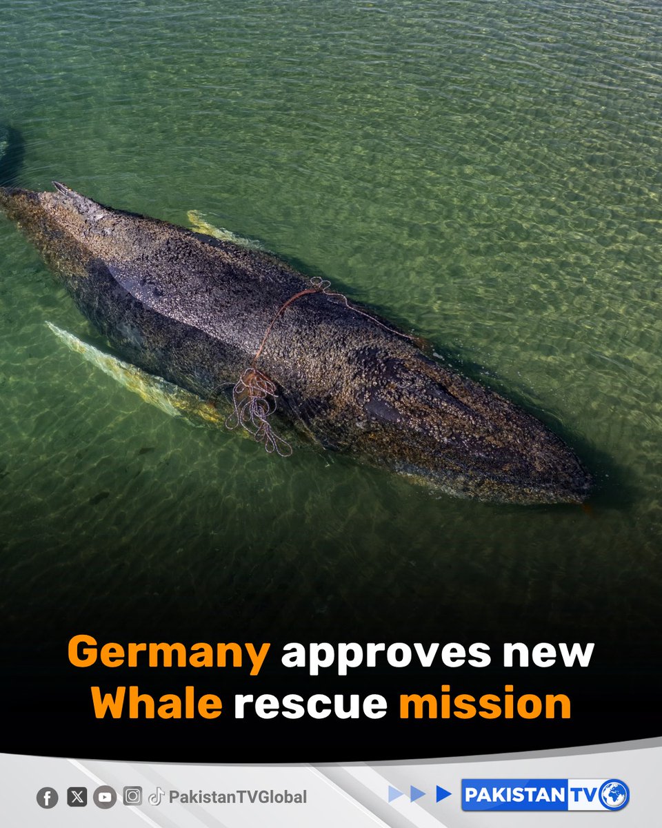 PakTVGlobal's tweet image. A stranded 13-metre humpback near Lübeck may finally be saved as officials back a fresh plan to move it to deeper waters in the Baltic Sea, with vets confirming the whale is fit for transport.

#HumpbackWhale #BalticSea #WildlifeRescue #MarineConservation #PakistanTV