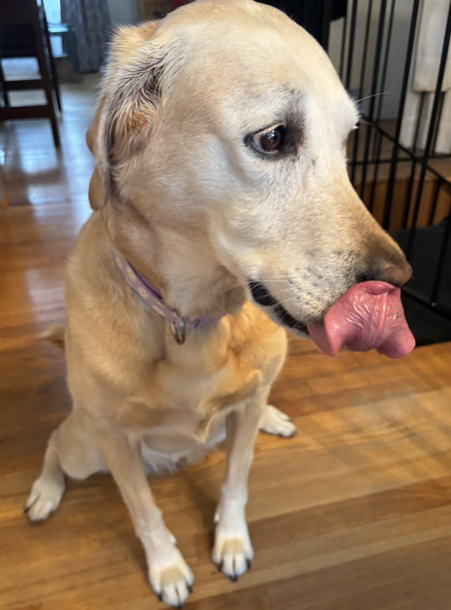 Lucy, Lab on a lake 🇨🇦 tweet media