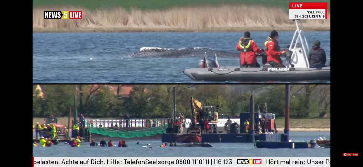 TinaFreiburg21's tweet photo. #Hope #SaveHope #Buckelwal #Timmy
Warum tuckern da stรคndig ZWEI Polizeiboote mit Motor herum. Der Wal hรถrt extrem gut und hat Angst vor Bootsmotoren, dann verhรคlt er sich Angsterstarrt und will nicht mitmachen, das weiร man doch seit Wochen. Hallo Behรถrden, nehmt Paddel u macht den verdammten Motor aus, wenn ihr schon permanent kontrollieren mรผsst trotz geduldet