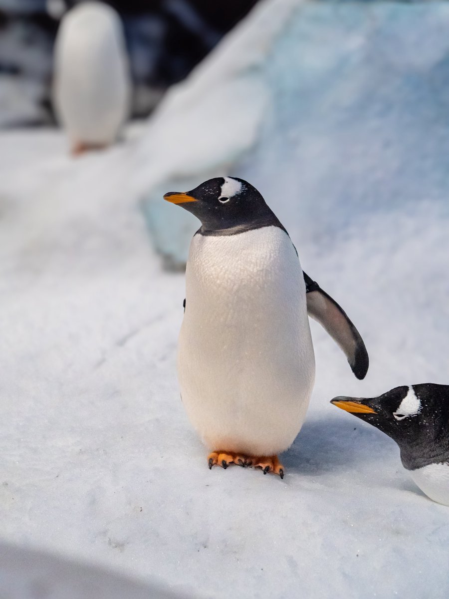SeaWorld Yas Island, Abu Dhabi tweet media