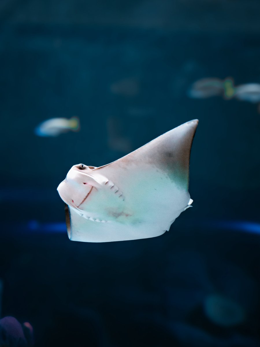 SeaWorld Yas Island, Abu Dhabi tweet media