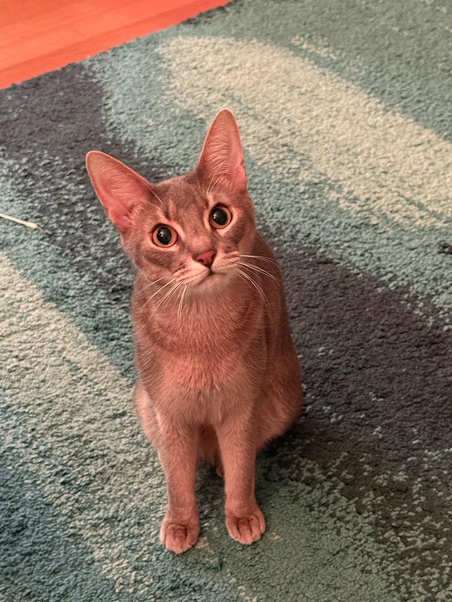 #HAPPYCOOKIEDAY

여기 들어가면 귀여운 쿠키 사진 잔뜩 볼 수 있어서 너무 좋다😵