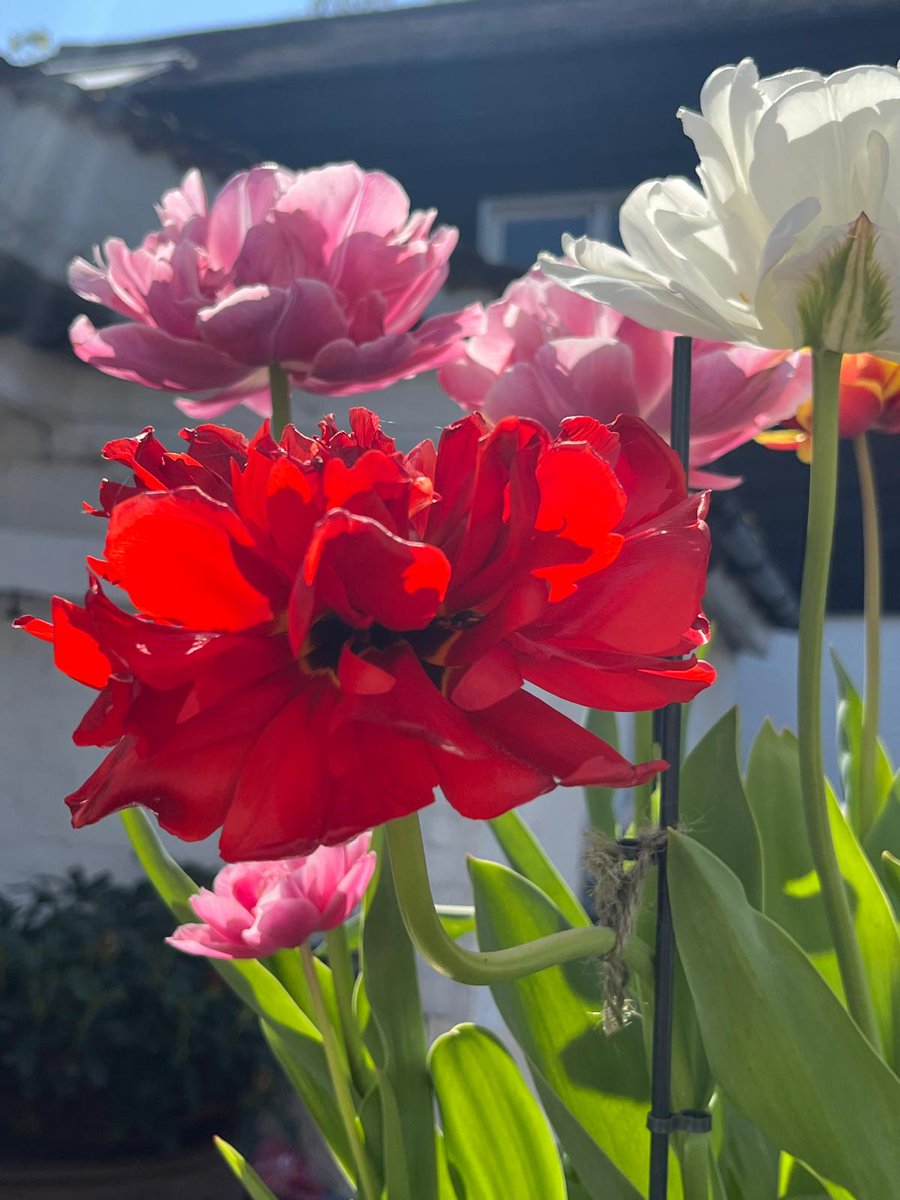 ScovellandSons's tweet image. The tulips we planted in the autumn and the wisteria we pruned in February, rewarding us with a beautiful display of colour. #tulips #springbulbs #wisteria #pruning #gardening