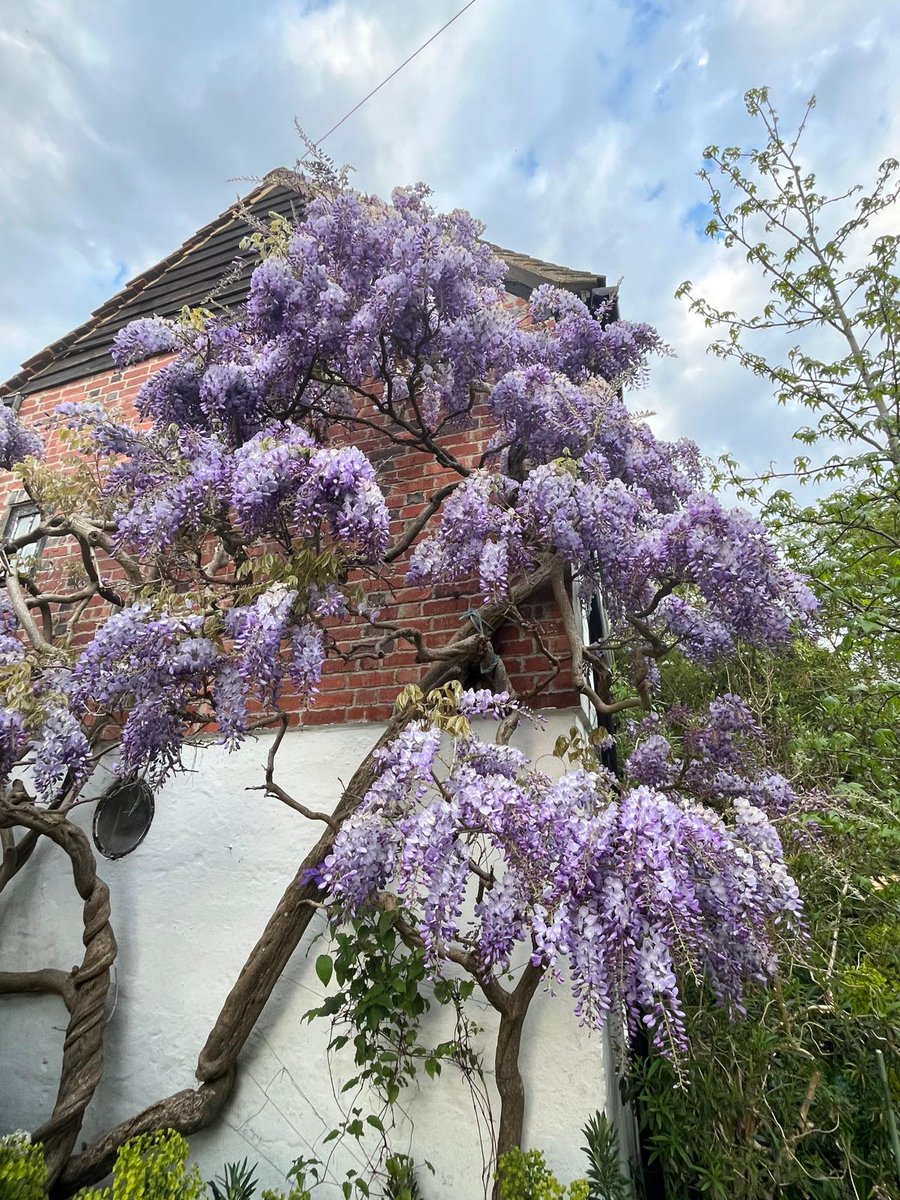 ScovellandSons's tweet image. The tulips we planted in the autumn and the wisteria we pruned in February, rewarding us with a beautiful display of colour. #tulips #springbulbs #wisteria #pruning #gardening