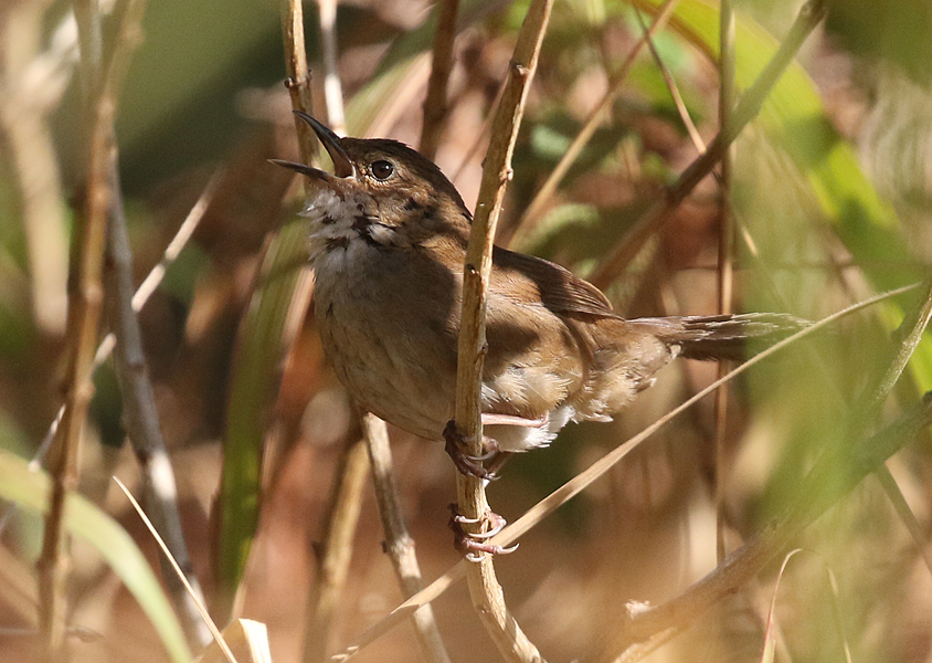 CalidrisBirding's tweet image. Dalat Bush Warbler, endemic to a small area of Vietnam. It's always nice when one of those skulky, brown birds gives you a good show #birding