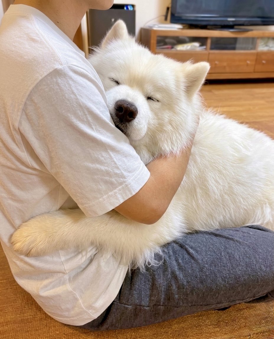 サモエドのサニー tweet media