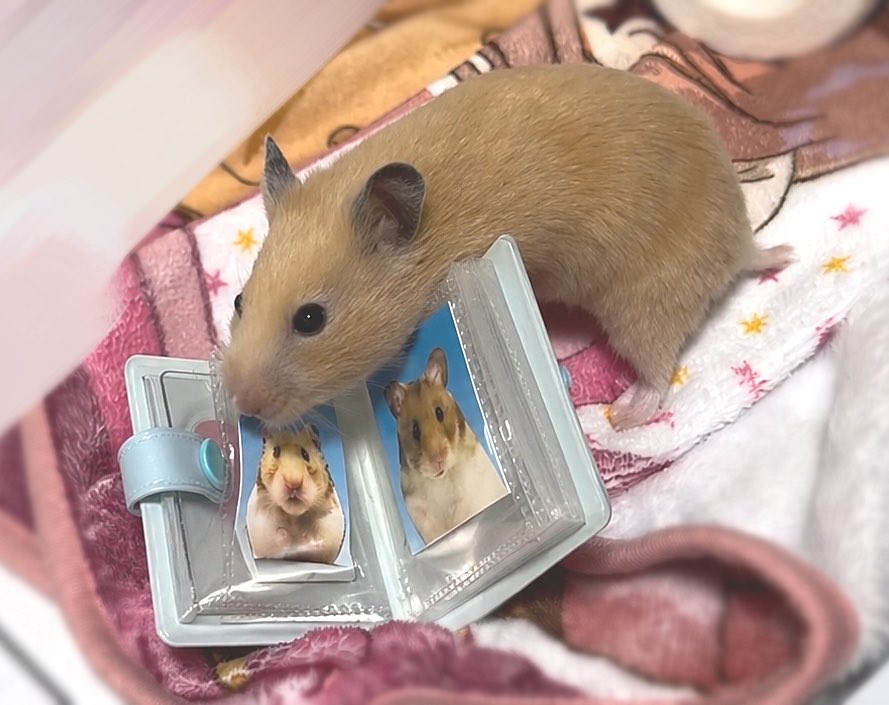 ほにゃ.˚もちむぎ🐹🌾 tweet media