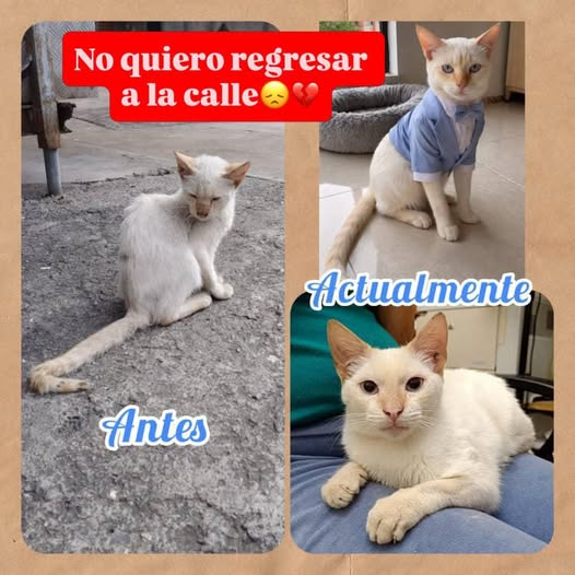 Carolina tweet media