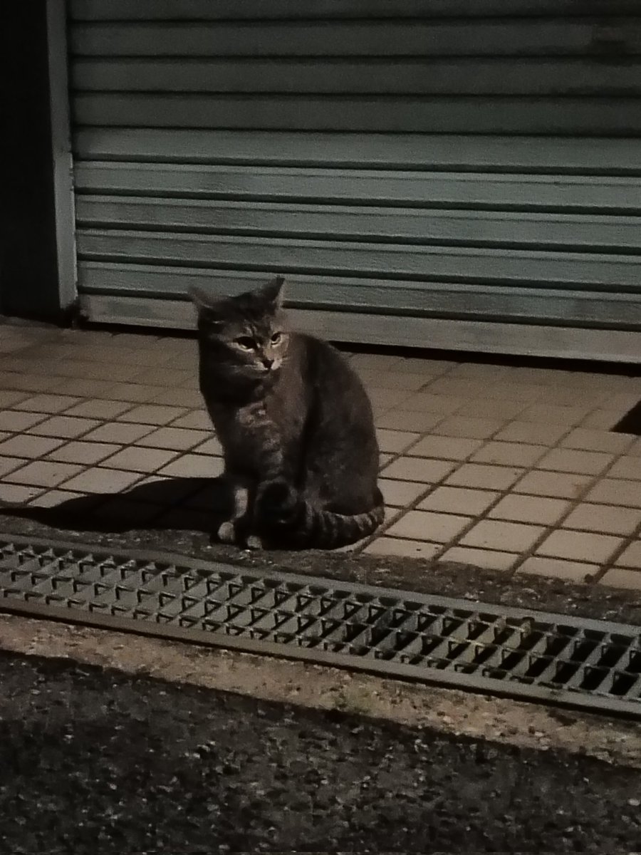 昼間に、美味しいおやつをあげたら…
味をしめたらしく、同じく待ち伏せされた（笑）
ちゅーるは、１日一本なので…カリカリで我慢して下さい😁（笑）
