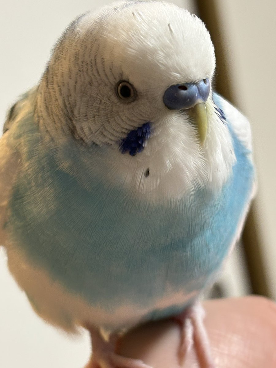 abura tweet media