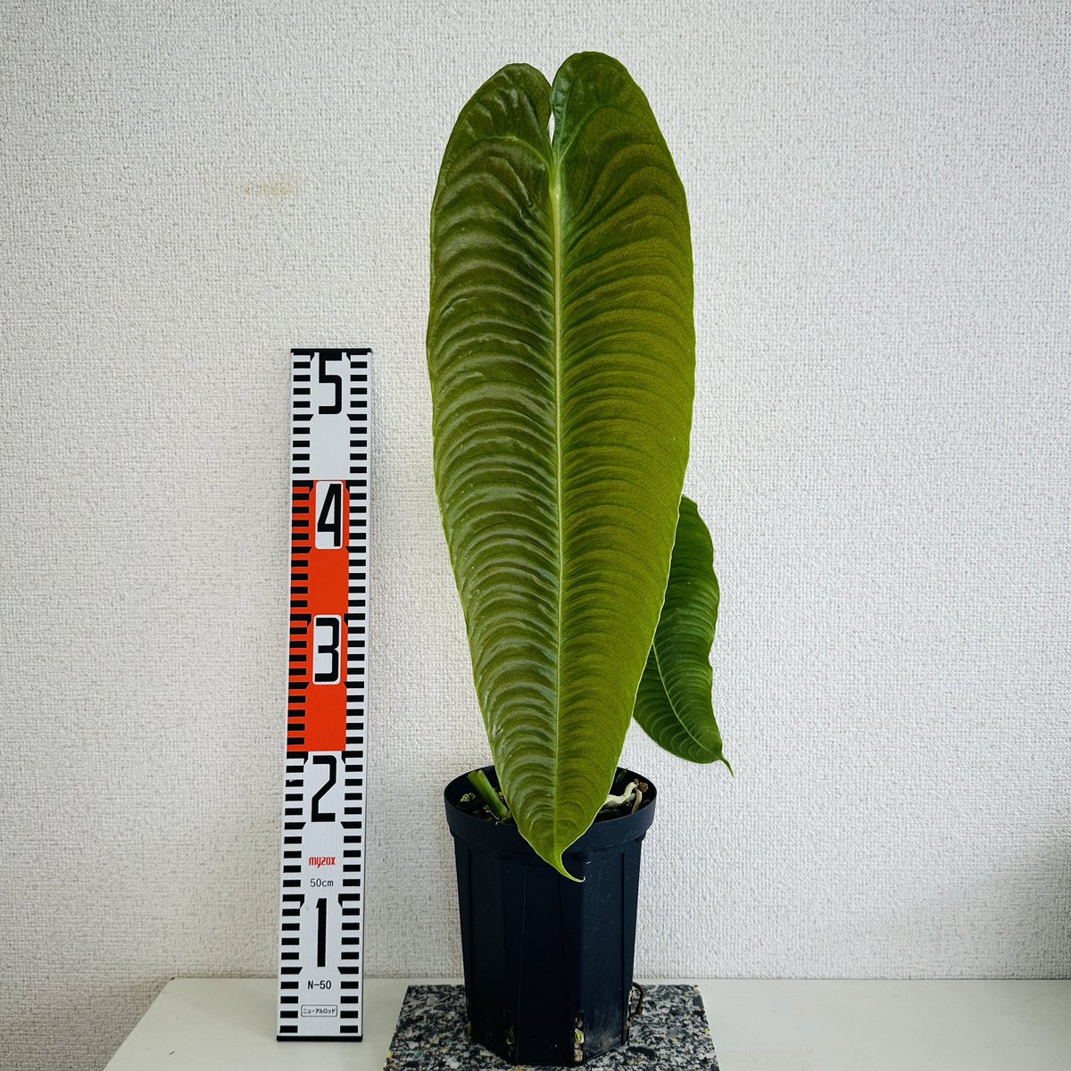 明日、いくつかアンスリウムをメルカリで出品します🌱
メルカリ出品しているものは、Yahooフリマでも販売可です