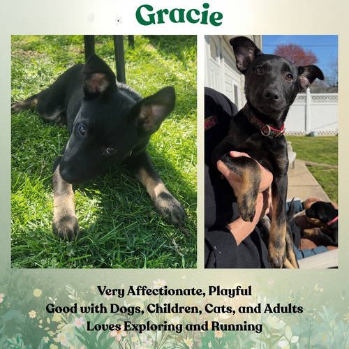 AllShepherdResq's tweet image. Help Gracie find a Loving home @Penny2449 @MarkSagarin @AshiaReiki @OffTheLeashFP @MillieOTLFP @The_Animal_Team @Nightowl400 @EMluvsPibbles @irishfox1949 
@FETCHDogTrainer #GermanShepherd #GSD #AdoptDontShop #TeamZay
allshepherdrescue.com