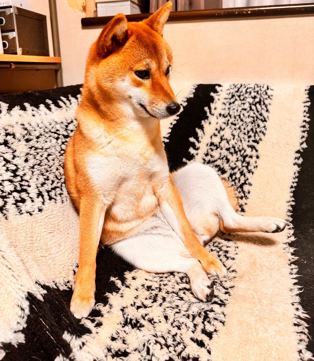 柴犬 うめ (@shibainu_ume3) / Posts / X