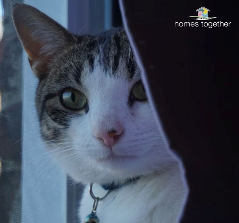 homestogether's tweet image. Animals can reduce anxiety, build confidence and teach responsibility - the benefits are incredible! The bond between people and animals is truly powerful.🐕‍🦺

At Homes Together, we create accessible, welcoming environments where everyone can thrive.

#SocialCare #SupportedLiving