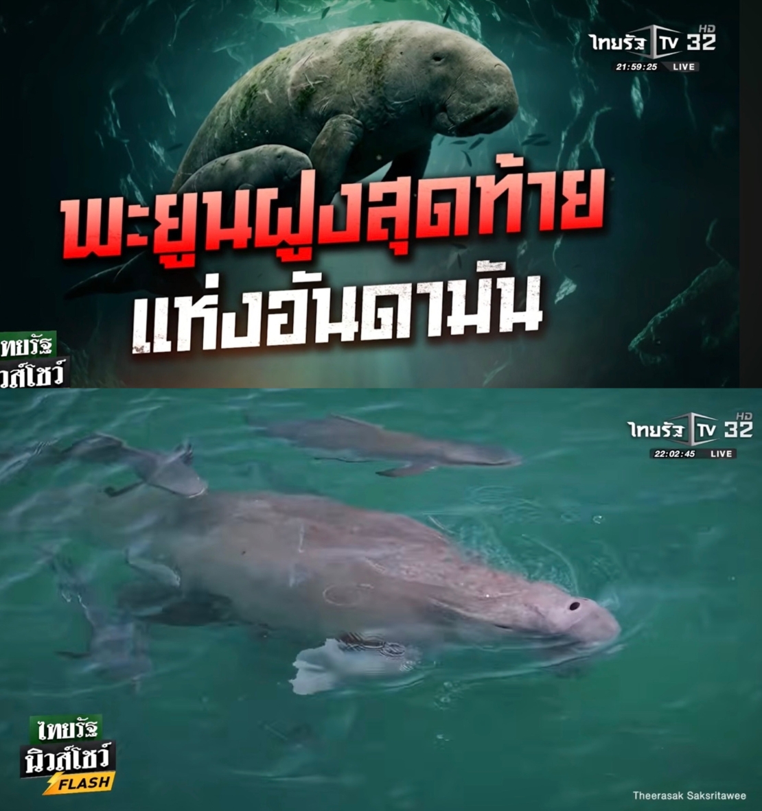 captainnerd23's tweet photo. เรื่องพะยูนนี่เป็นเรื่องที่ผมอินเป็นการส่วนตัว เพราะผมได้ไปเที่ยวเกาะลิบงตั้งแต่ตอนมีพะยูนจนได้ไปอีกครั้งตอนพะยูนไปแล้ว

คือชาวบ้านที่นั่นมีพะยูนเป็นส่วนหนึ่งของชีวิตและการท่องเที่ยว

บรรดารีสอร์ท ก็ตั้งชื่อโดยยึดโยงกับพะยูน สถานที่ต่างๆบนเกาะก็ต้องมีรูปพะยูนแปะ กะปิยังต้องมีพะยูนเลย

ตอนผมไปรอบหลังที่ไม่เจอพะยูนแล้วก็เลยรู้สึกเศร้าๆ และเป็นห่วงชาวบ้านอยู่ลึกๆว่าถ้าไม่มีพะยูน คนจะยังมาเที่ยวเกาะลิบงอยู่ไหม

ผมก็พยายามโพสต์เรื่องนี้หลายรอบ แต่ดูไม่ค่อยมีใครสนใจเท่าไหร่ 

จนในที่สุดไทยรัฐ SEE TRUE ที่เป็นรายการเจาะประเด็นของไทยรัฐก็มาจับเรื่องนี้

ผมก็ดีใจที่มีคนช่วยกันพูดเรื่องนี้ และหวังว่าเราจะช่วยกันให้พะยูนอยู่กับทะเลไทยไปนานๆ

#SEETRUE #ไทยรัฐนิวส์โชว์ #อะไรอยู่เบื้องหลังนี้ #ไทยรัฐ