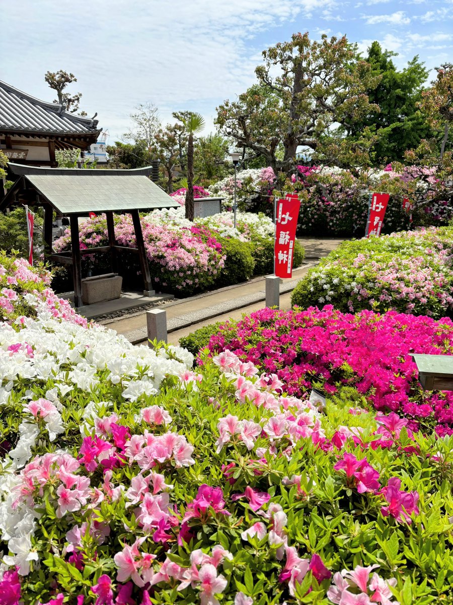 cresosaka's tweet photo. 堺市、法雲寺のつつじ祭り
午後から雨の天気予報だったので、少し早めに出発。お陰さまで青空に恵まれました。
つつじは満開でもりもり🌺 https://t.co/olfLQPyDSV