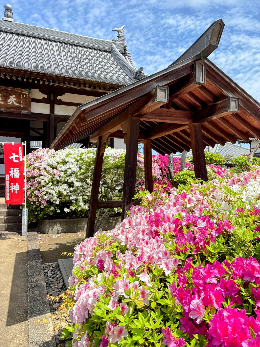 cresosaka's tweet photo. 堺市、法雲寺のつつじ祭り
午後から雨の天気予報だったので、少し早めに出発。お陰さまで青空に恵まれました。
つつじは満開でもりもり🌺 https://t.co/olfLQPyDSV