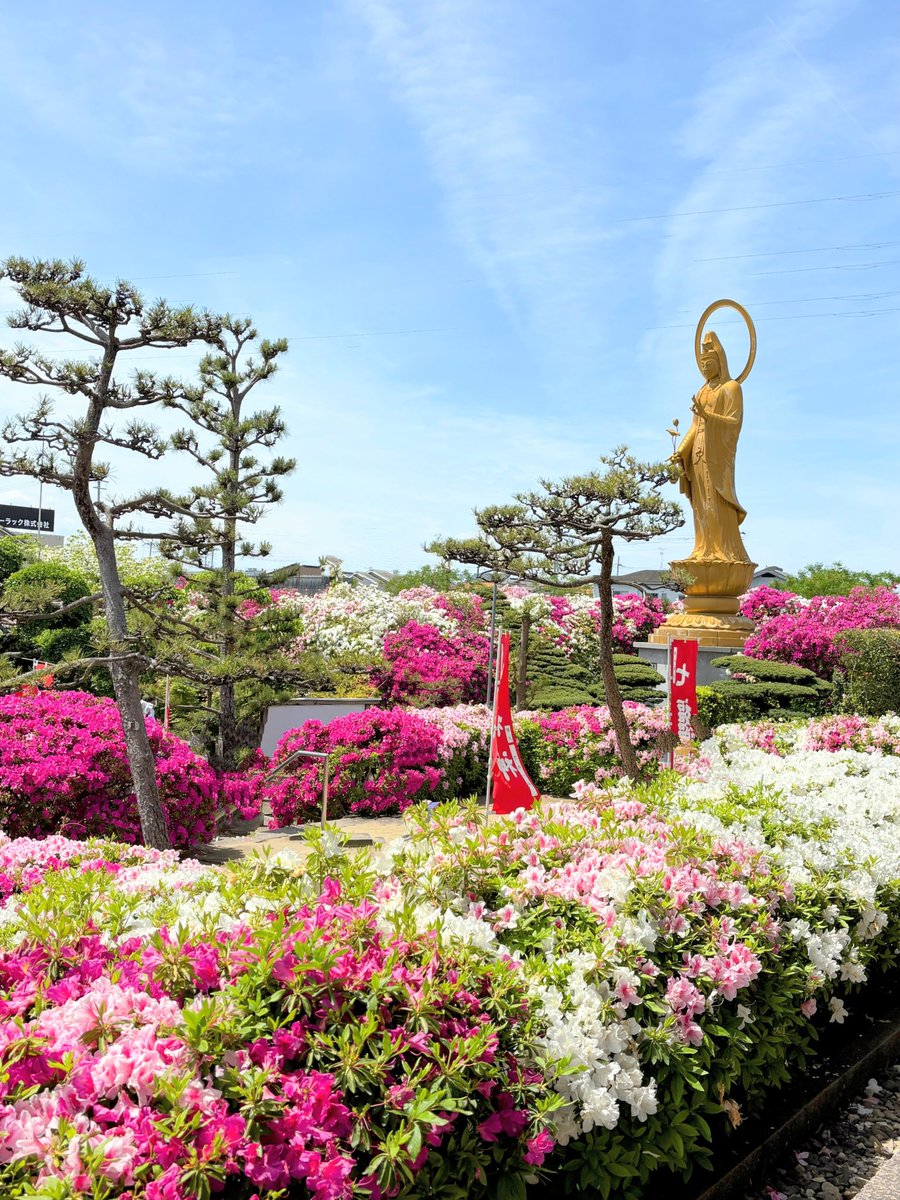 cresosaka's tweet photo. 堺市、法雲寺のつつじ祭り
午後から雨の天気予報だったので、少し早めに出発。お陰さまで青空に恵まれました。
つつじは満開でもりもり🌺 https://t.co/olfLQPyDSV