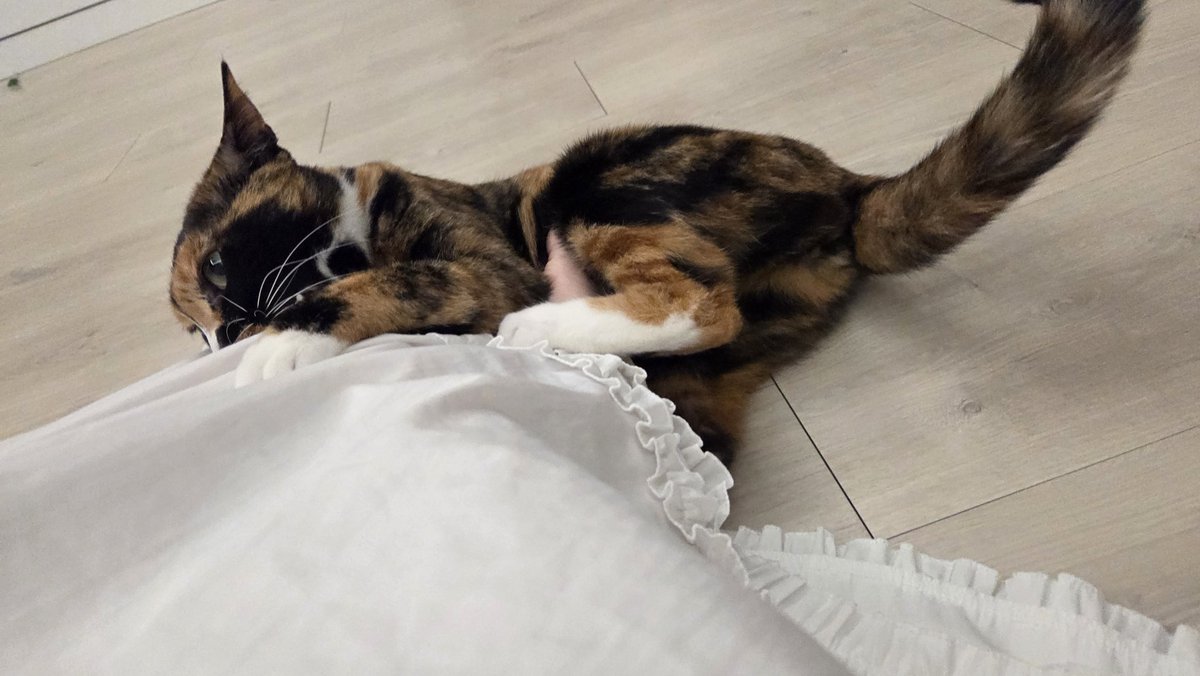 8or_____S2's tweet photo. 고양이는 내 발을 물어뜯고 나는 고양이 배를 만지고 https://t.co/yqCBeVgCI7
