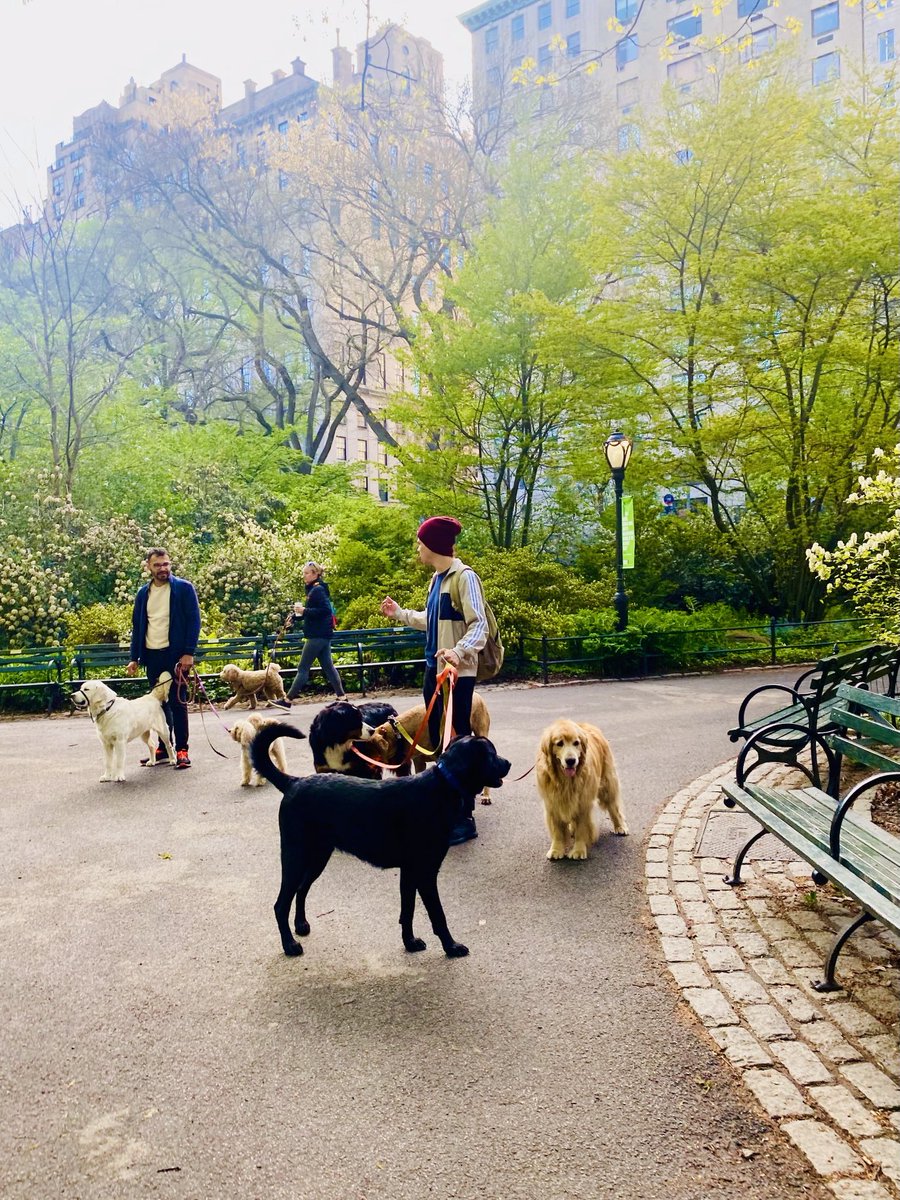PinkTaxiRunner's tweet image. Les chiens font-ils des rêves de vol et les oiseaux font-ils des rêves de promenade à pied ? #JeanMarieGourio #centralpark #streetphotography