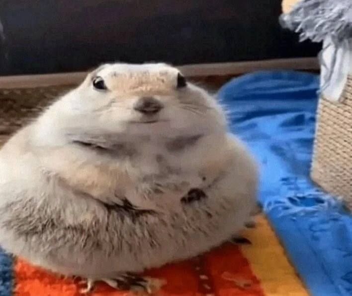 ⁺ ୨͟୧ . 𝒍𝒖𝒍𝒖 𝒑𝒖𝒅𝒊𝒎 🍮(- 5/10) tweet media