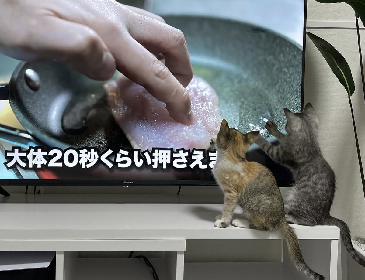 大体20秒くらい押さえる子猫、見て