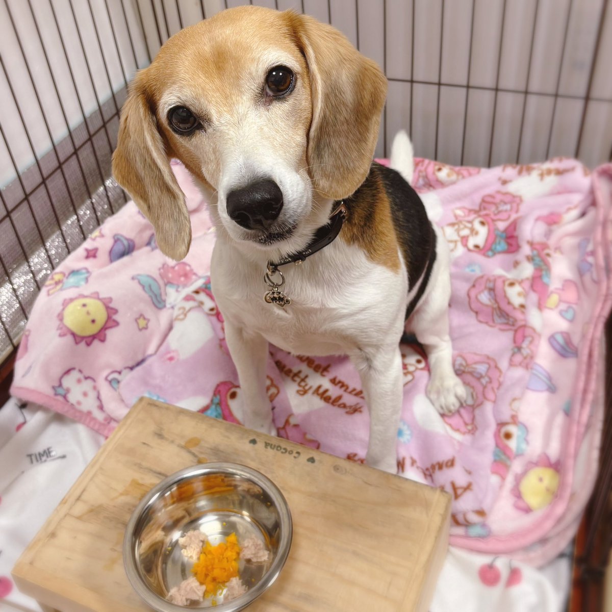 cocona_darake's tweet photo. かぼちゃツナサラダ🥗🐶

#beagle #ビーグル https://t.co/ehsOh6KFVC