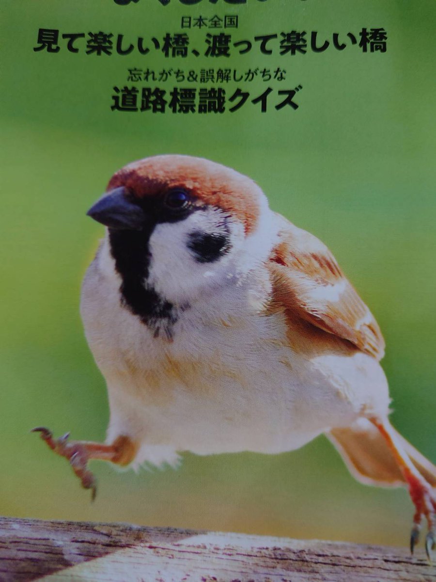 miniaschna's tweet photo. 母からLINEで「すずめは股関節の可動域が広く歩いているそうです」と送られてきたやつだ(・8・) https://t.co/VrAir1zTSb