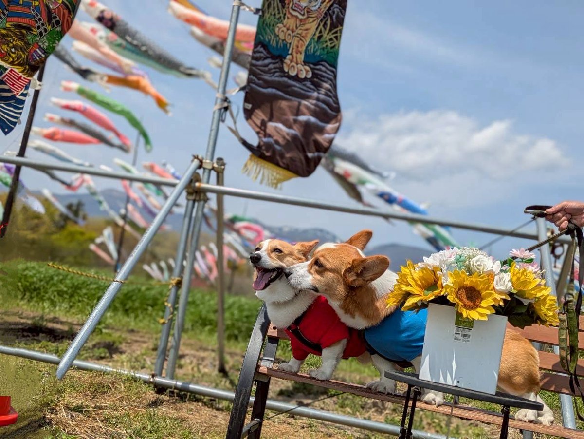 syrup218's tweet image. 圧巻の景色の中で大好きなあかり嬢とペアルックで仲良しお散歩
#corgi #コーギー　#那須ハートフルファーム　#こいのぼり　#菜の花畑
