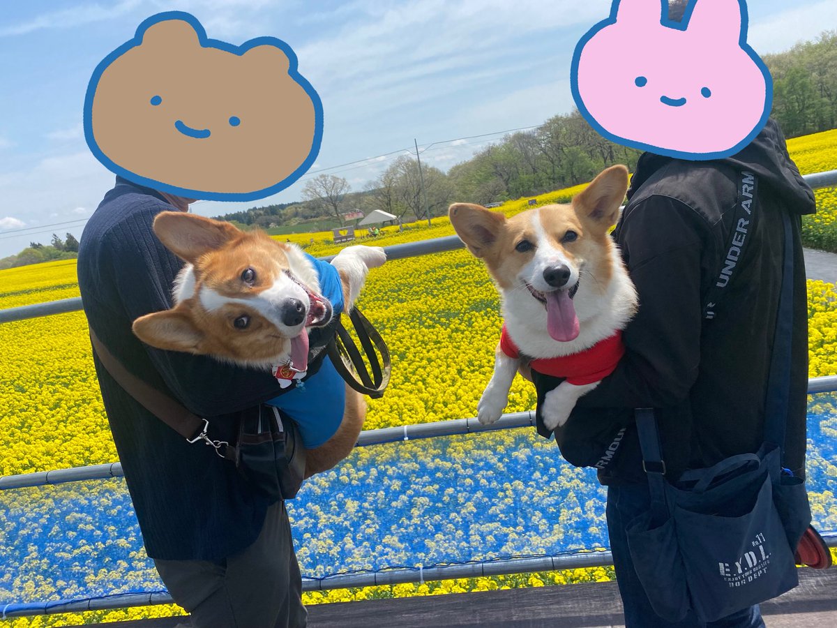 syrup218's tweet image. 圧巻の景色の中で大好きなあかり嬢とペアルックで仲良しお散歩
#corgi #コーギー　#那須ハートフルファーム　#こいのぼり　#菜の花畑