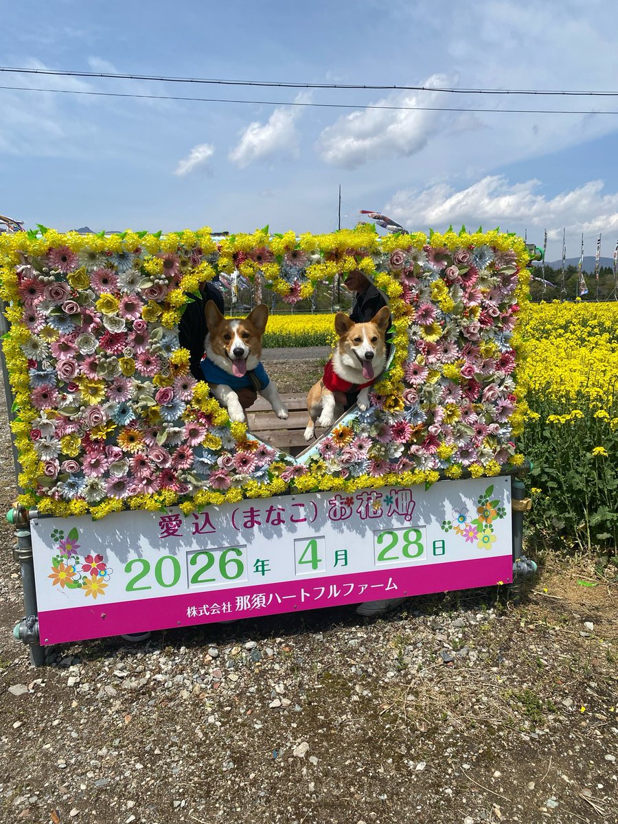 syrup218's tweet image. 圧巻の景色の中で大好きなあかり嬢とペアルックで仲良しお散歩
#corgi #コーギー　#那須ハートフルファーム　#こいのぼり　#菜の花畑