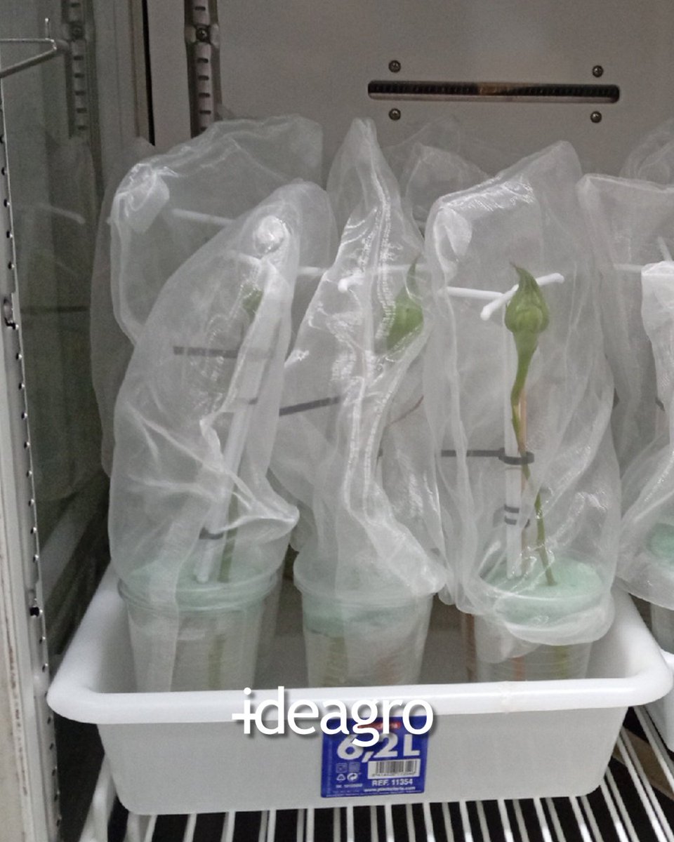 IDEAGRO tweet media