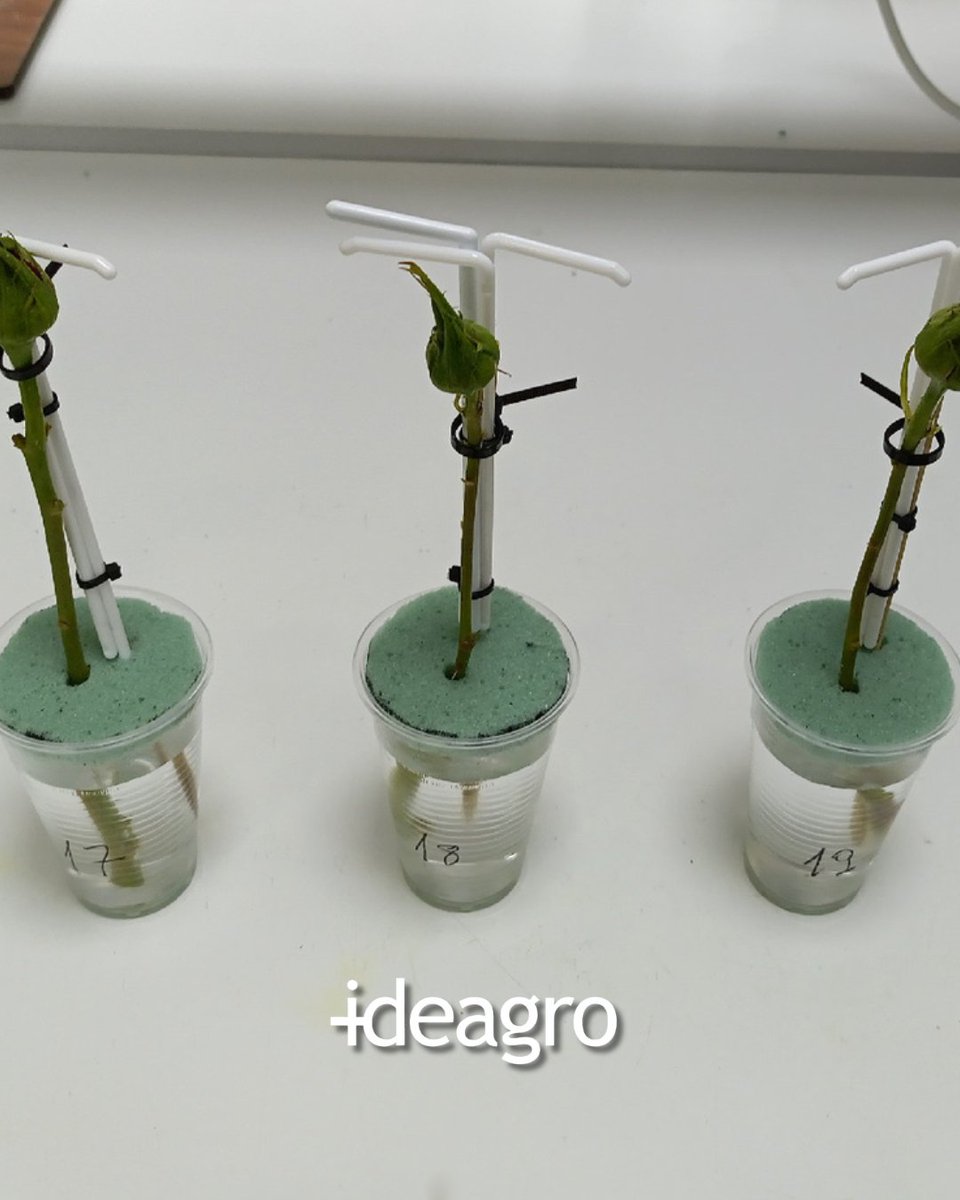 IDEAGRO tweet media