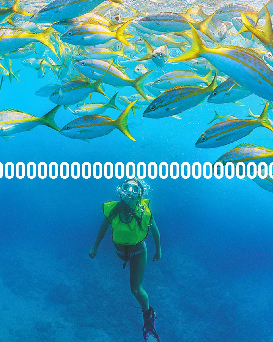 The Florida Keys & Key West tweet media