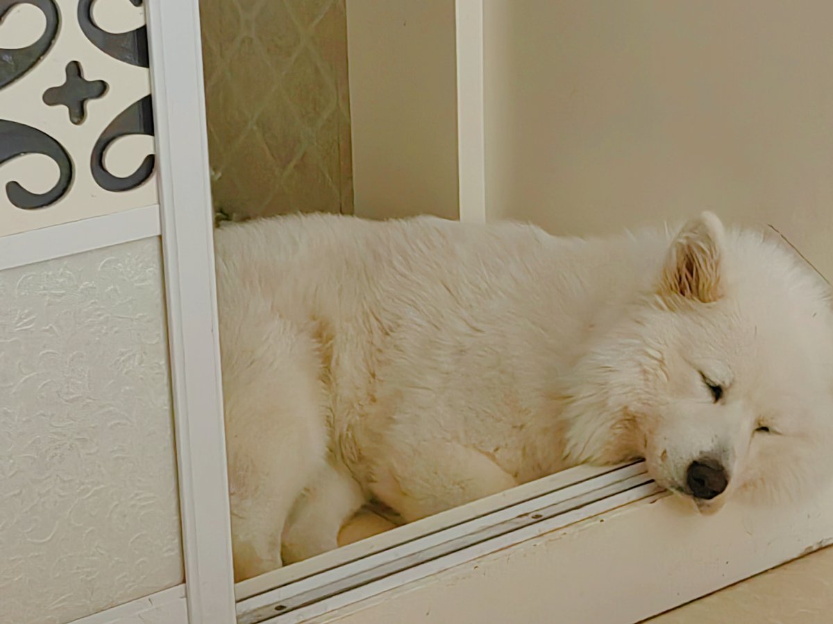 Kai-Ken on ETH (甲斐犬) tweet media