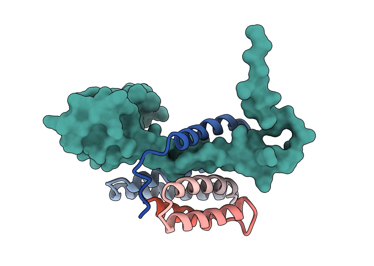MartinPacesa's tweet photo. Extremely excited about the results of @adaptyvbio RBX1 binder design competition! 𝑩𝒊𝒏𝒅𝑪𝒓𝒂𝒇𝒕2 performed very well, with 3 out of 7 designs binding to the disordered tail. Overall, only 9 binders worked out of 322 tested, 2.8% hit rate! Proud of the BC2 team ♥️ https://t.co/1FGURwEYHy