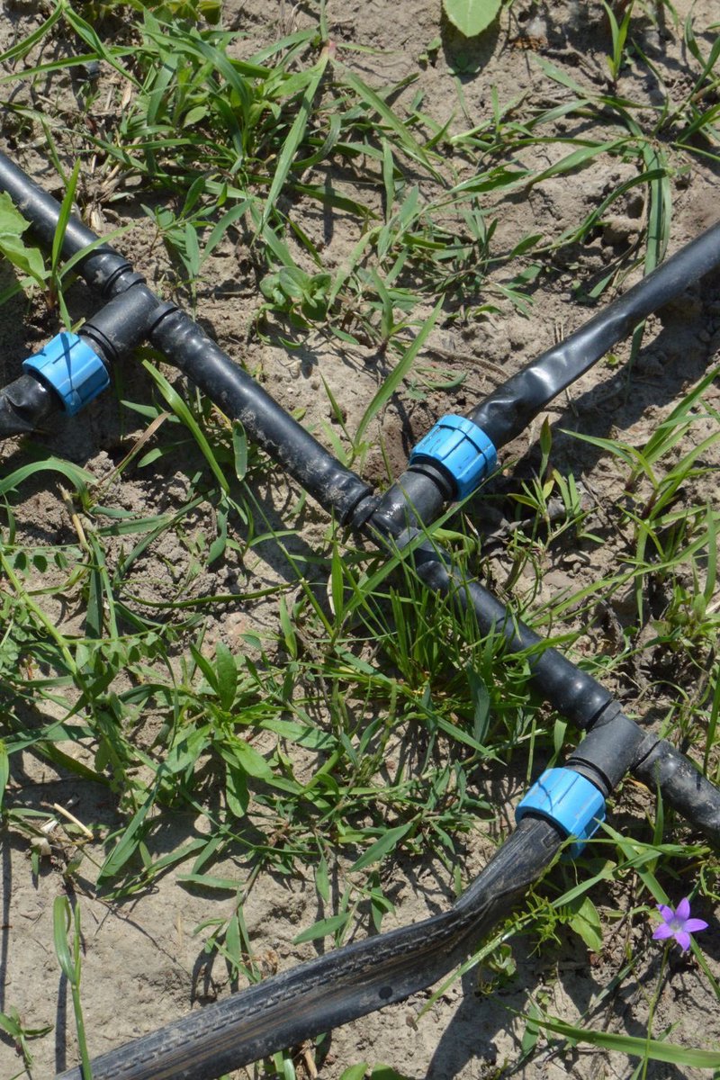 AGRONOMME 🇷🇼 tweet media