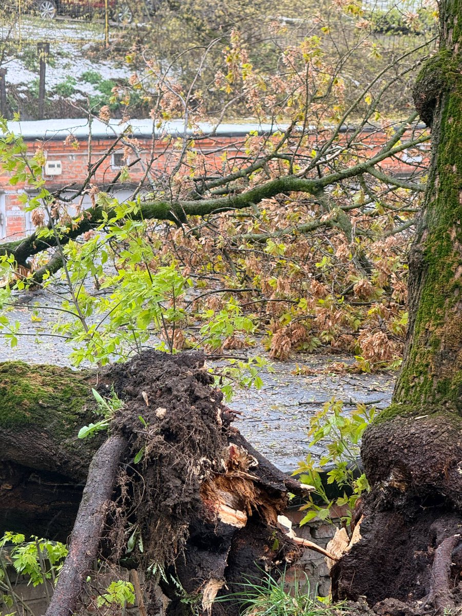 оля арабески tweet media