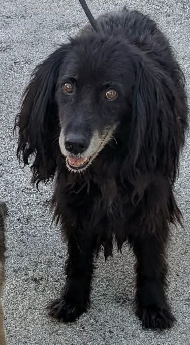 28.04.26 Trouvés : 1 chienne Berger + 1 chien noir type croisé Cocker à Arifat. Ils sont âgés. Le noir est identifié, mais proprio injoignable. Ils sont au chenil ACPA de Castres. #Tarn
