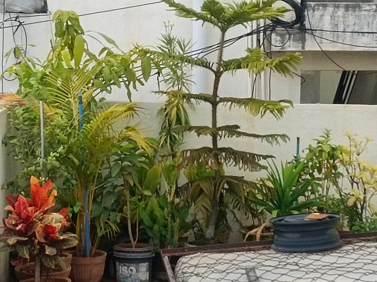 hitesh_gowdru's tweet image. Terrace greenery 💚😍💚 
#terracegarden #eveningvibes #pots