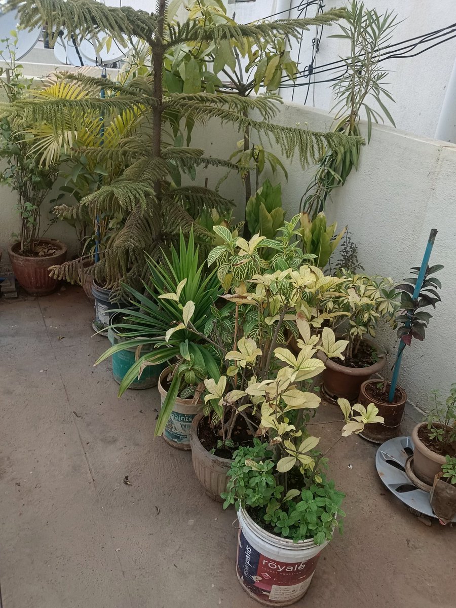 hitesh_gowdru's tweet image. Terrace greenery 💚😍💚 
#terracegarden #eveningvibes #pots