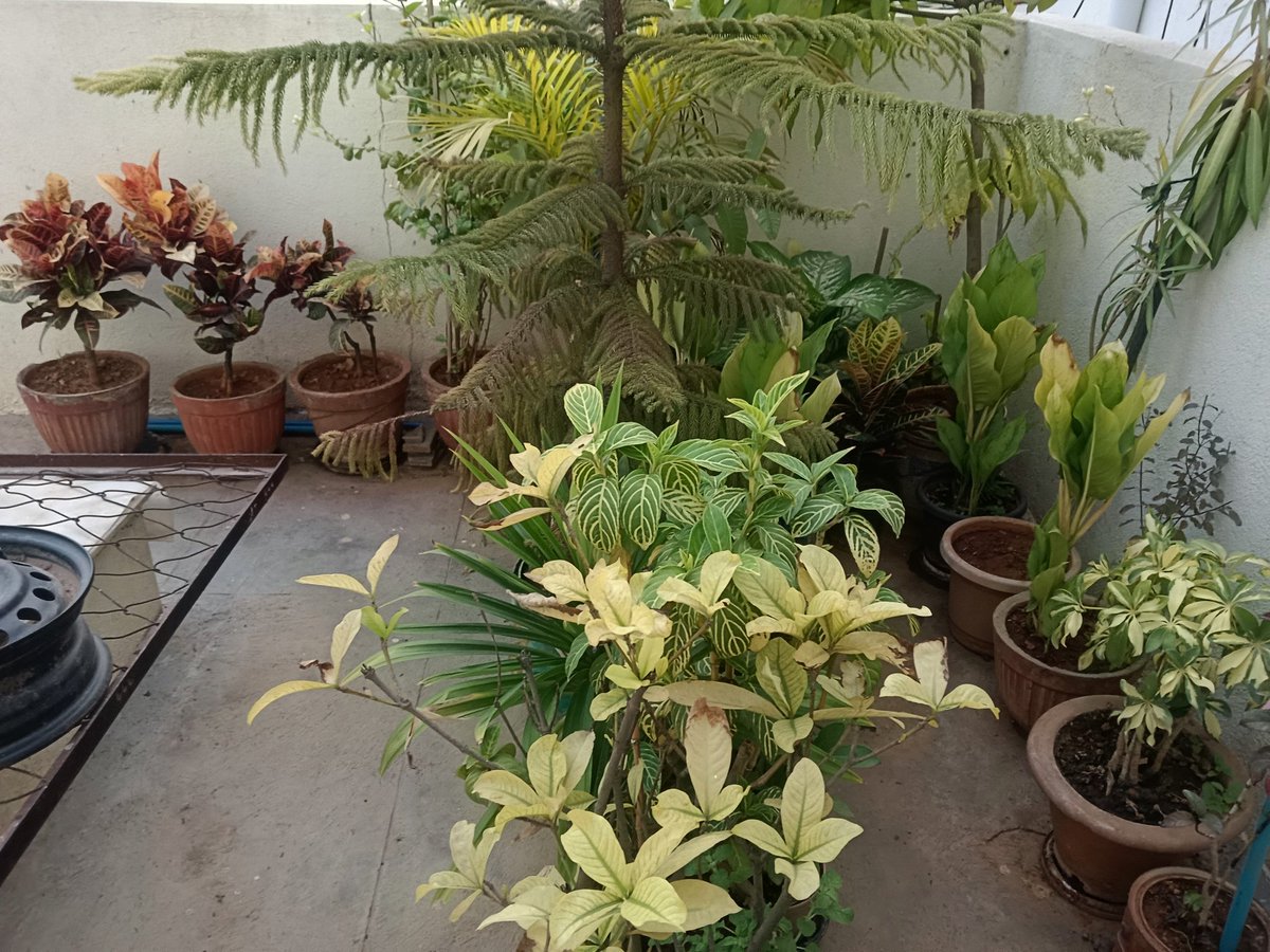 hitesh_gowdru's tweet image. Terrace greenery 💚😍💚 
#terracegarden #eveningvibes #pots